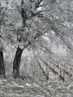 vignes (21).JPG